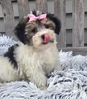 Daisy, a female Morkie for sale in Rockford, IL – 8 of 8