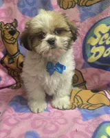 Milo, a male Shih Tzu for sale in Rockford, IL – 8 of 10