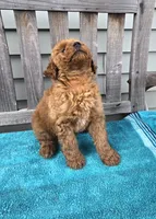Murphy f1b, a male Miniature Goldendoodle for sale in Rockford, IL – 4 of 8