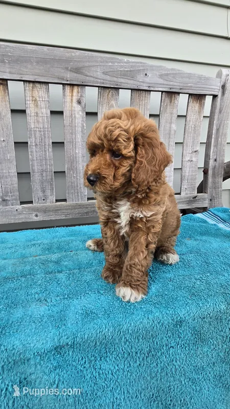 Sunny f1b mini – Miniature Goldendoodle puppy for sale in Rockford, IL