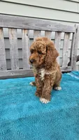 Sunny f1b mini, a male Miniature Goldendoodle for sale in Rockford, IL – 1 of 7