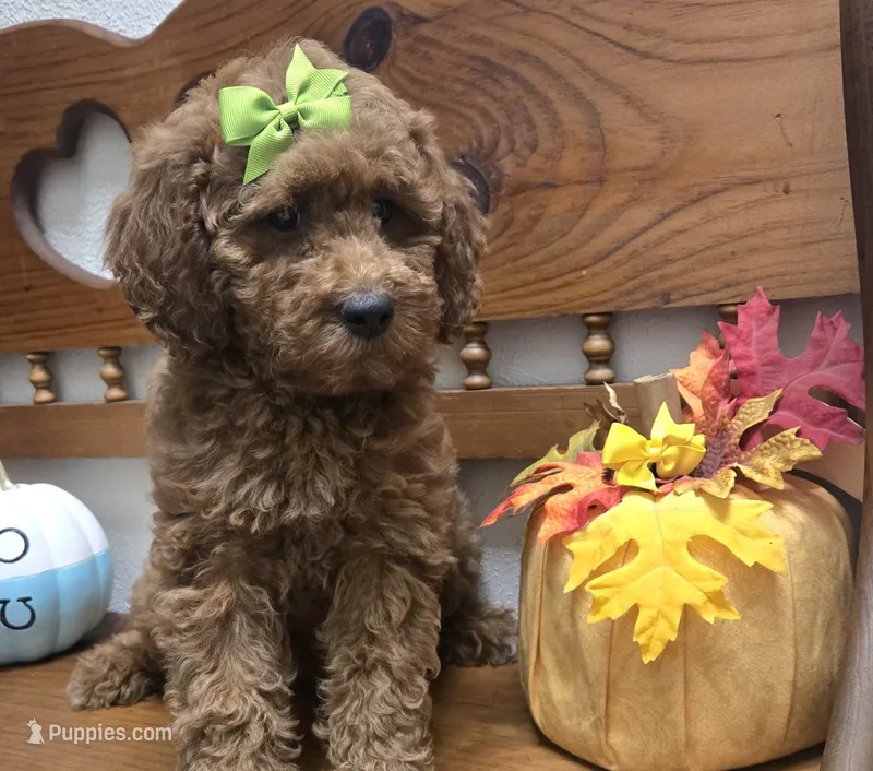 Autumn mini f1b – Miniature Goldendoodle puppy for sale in Rockford, IL