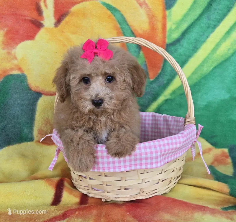 Princess  – Poodle - Toy  puppy for sale in Rockford, IL