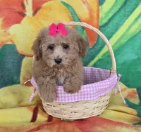 Princess , a female Poodle - Toy  for sale in Rockford, IL – Photo 4 of 9