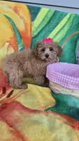 Princess , a female Poodle - Toy  for sale in Rockford, IL – Photo 9 of 9