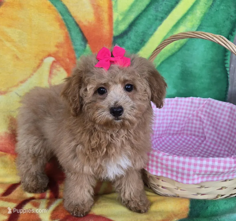 Princess  – Poodle - Toy  puppy for sale in Rockford, IL