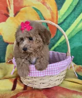 Princess , a female Poodle - Toy  for sale in Rockford, IL – Photo 2 of 9