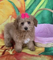 Princess , a female Poodle - Toy  for sale in Rockford, IL – Photo 3 of 9
