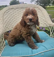 Starbucks f1b, a male Miniature Goldendoodle for sale in Rockford, IL – 4 of 10