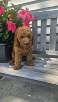 Ruby f1b mini, a female Miniature Goldendoodle for sale in Rockford, IL – 4 of 5