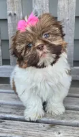 Cocoa, a female Shih Tzu for sale in Rockford, IL – Photo 3 of 9