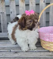 Cocoa, a female Shih Tzu for sale in Rockford, IL – Photo 5 of 9
