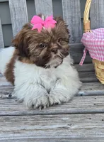 Cocoa, a female Shih Tzu for sale in Rockford, IL – Photo 2 of 9