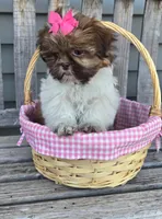 Cocoa, a female Shih Tzu for sale in Rockford, IL – Photo 7 of 9