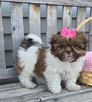 Cocoa, a female Shih Tzu for sale in Rockford, IL – Photo 4 of 9