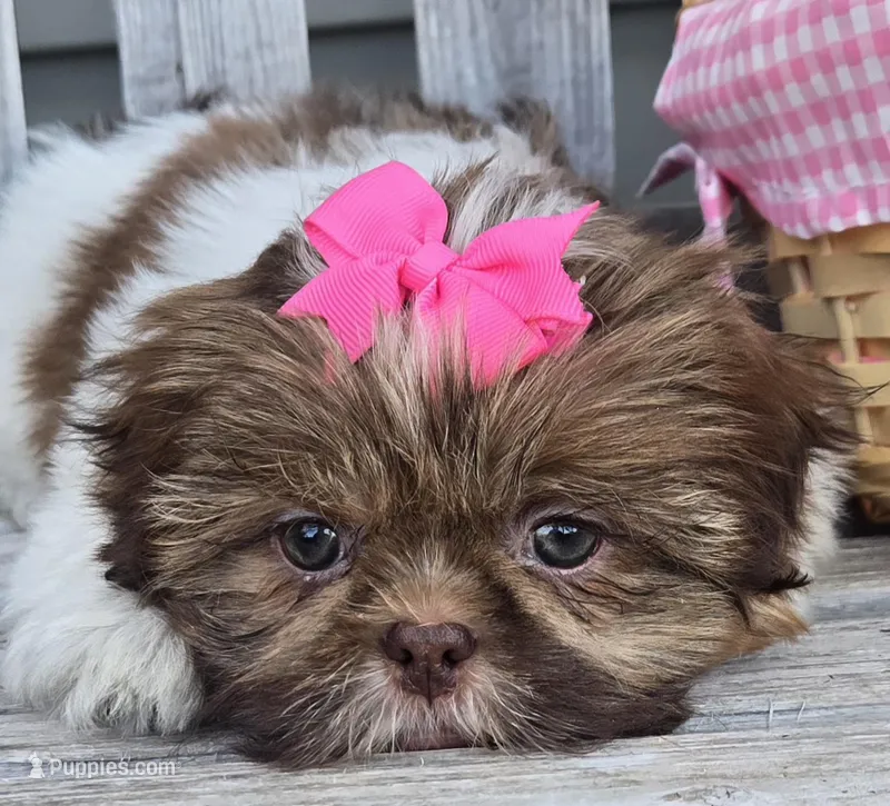Cocoa – Shih Tzu puppy for sale in Rockford, IL