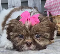 Cocoa, a female Shih Tzu for sale in Rockford, IL – Photo 1 of 9