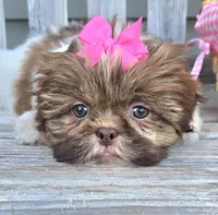 Cocoa, a female Shih Tzu for sale in Rockford, IL – Photo 8 of 9