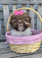 Cocoa, a female Shih Tzu for sale in Rockford, IL – Photo 6 of 9