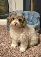 Freckles, a male Yorkipoo for sale in Rockford, IL – 2 of 7