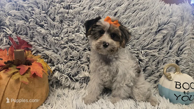 Molly – Poodle - Toy  puppy for sale in Rockford, IL
