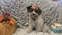 Molly, a female Poodle - Toy  for sale in Rockford, IL – 1 of 9