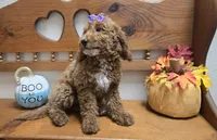 Violet mini f1b, a female Miniature Goldendoodle for sale in Rockford, IL – 9 of 9