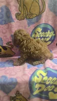 Starbucks micro mini, a male Miniature Goldendoodle for sale in Rockford, IL – 2 of 8