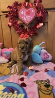 Juliet micro mini, a female Miniature Goldendoodle for sale in Rockford, IL – Photo 2 of 10