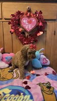 Juliet micro mini, a female Miniature Goldendoodle for sale in Rockford, IL – Photo 7 of 10