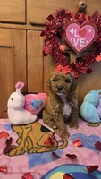 Juliet micro mini, a female Miniature Goldendoodle for sale in Rockford, IL – Photo 6 of 10