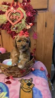 Juliet micro mini, a female Miniature Goldendoodle for sale in Rockford, IL – Photo 8 of 10