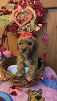 Juliet micro mini, a female Miniature Goldendoodle for sale in Rockford, IL – Photo 4 of 10