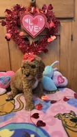 Juliet micro mini, a female Miniature Goldendoodle for sale in Rockford, IL – Photo 5 of 10