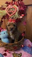 Juliet micro mini, a female Miniature Goldendoodle for sale in Rockford, IL – Photo 9 of 10