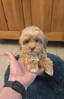 processed/5087ce8d-efe8-47e9-a789-06532e43dade/listing/4ed5f6fe-a88f-4608-ab71-0fb4d15e3565/8b5770f9-5e6e-4bf0-ba5f-34df19f9c52d