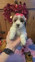 Lovie mini f1b , a female Miniature Goldendoodle for sale in Rockford, IL – Photo 6 of 8