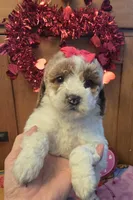 Lovie mini f1b , a female Miniature Goldendoodle for sale in Rockford, IL – Photo 1 of 8