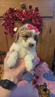 Lovie mini f1b , a female Miniature Goldendoodle for sale in Rockford, IL – Photo 8 of 8