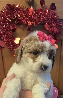 Lovie mini f1b , a female Miniature Goldendoodle for sale in Rockford, IL – Photo 3 of 8