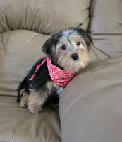 Parker, a male Yorkshire Terrier for sale in Rockford, IL – 5 of 10