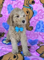 Tanner  mini , a male Miniature Goldendoodle for sale in Rockford, IL – 3 of 7