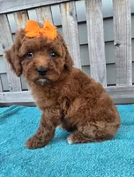 Autumn f1b mini, a female Miniature Goldendoodle for sale in Rockford, IL – 4 of 9