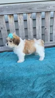 Tinker bell , a female Mal Shi for sale in Rockford, IL – 2 of 7