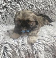 Rudy , a male Shih Tzu for sale in Rockford, IL – 9 of 10
