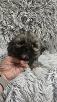 Rudy , a male Shih Tzu for sale in Rockford, IL – 7 of 10