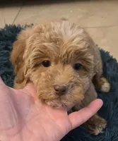 processed/5087ce8d-efe8-47e9-a789-06532e43dade/listing/51bfff84-4515-483a-bbef-3eb8c669424b/1c08d149-ccc4-4c45-b1ab-ba9d216aad0d