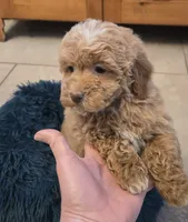 processed/5087ce8d-efe8-47e9-a789-06532e43dade/listing/51bfff84-4515-483a-bbef-3eb8c669424b/3f59f35e-ee7b-462d-a80e-b314e64313c0