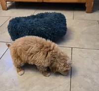 processed/5087ce8d-efe8-47e9-a789-06532e43dade/listing/51bfff84-4515-483a-bbef-3eb8c669424b/974419ed-a8dc-4349-956d-8724d346414d