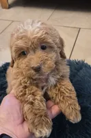 processed/5087ce8d-efe8-47e9-a789-06532e43dade/listing/51bfff84-4515-483a-bbef-3eb8c669424b/c609ec11-de51-4c91-972a-2104afc1b719